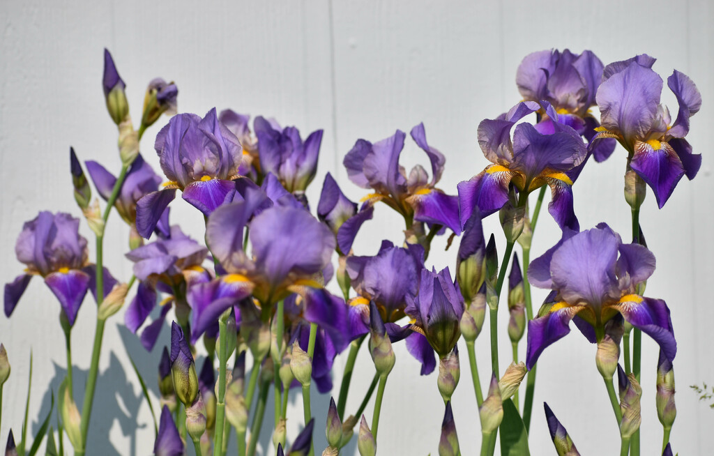 First Irises Of 2023 by bjywamer