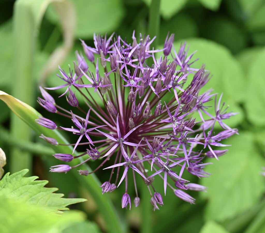 Alium starting to flower  by wendystout