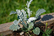 19th May 2023 - Dusty Miller