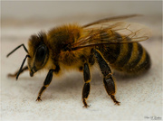 19th May 2023 - Bee Closeup