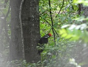 21st May 2023 - Pileated woodpecker...