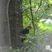 Pileated woodpecker... by marlboromaam