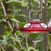 LHG_4031 Hummingbirds have arrived by rontu