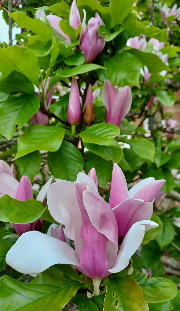 Magnolia by busylady