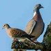 Photo bombed by Turtle Dove!!!!!