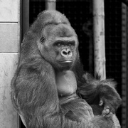 18th May 2023 - Portrait of a Gorilla