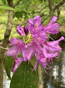 17th May 2023 - Rhododendron 