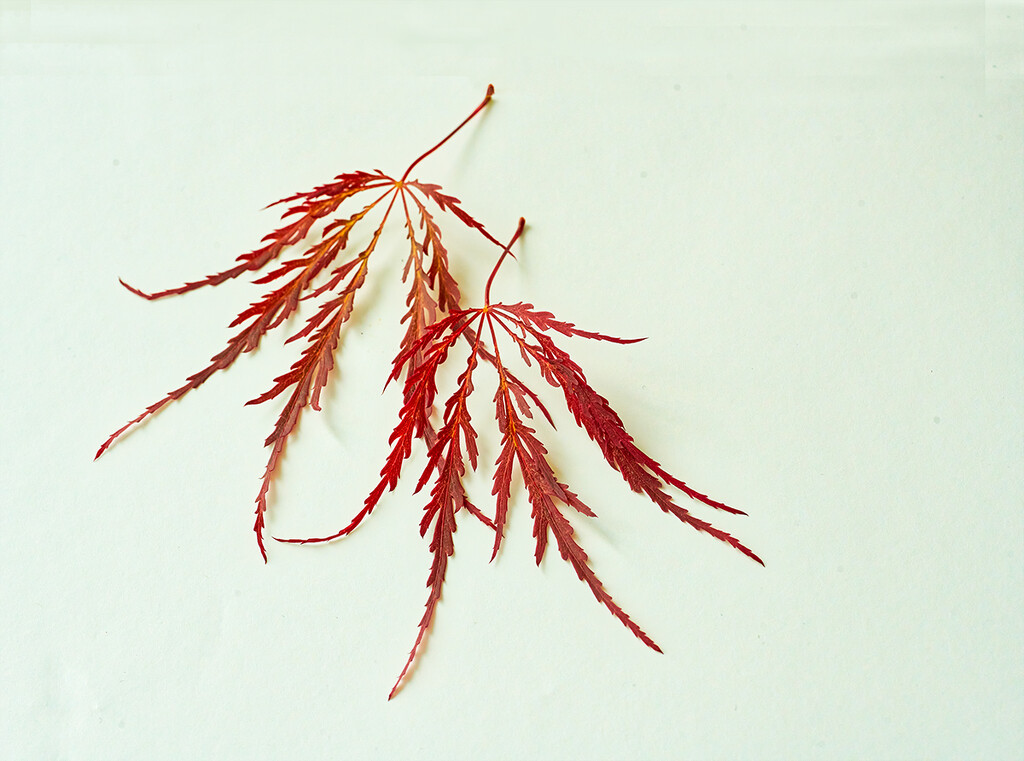 Red Japanese Maple Leaves by gardencat