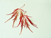 19th May 2023 - Red Japanese Maple Leaves