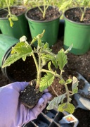 19th May 2023 - Potting Up Tomato Plants