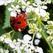 Shy Ladybird by gaillambert
