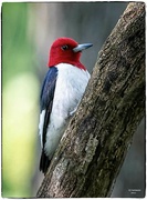 19th May 2023 - Red Headed Woodpecker