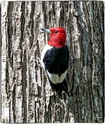19th May 2023 - Red Headed Woodpecker #2