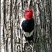Red Headed Woodpecker #2