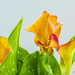 Calla Lilies by lstasel