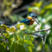 American Pygmy Kingfisher by nicoleweg