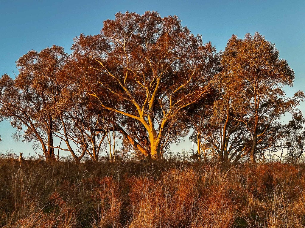 Golden hour on our local walk by pusspup