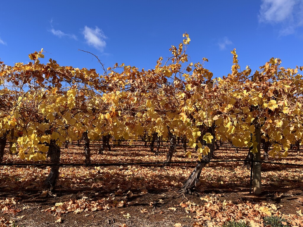 138.1 - Autumn Vines by nannasgotitgoingon