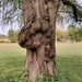 Tree Trunk  by illinilass