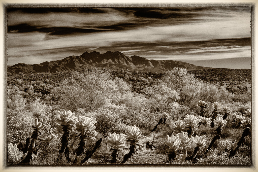 The Four Peaks & Cholla by 365projectorgbilllaing