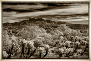 19th May 2023 - The Four Peaks & Cholla