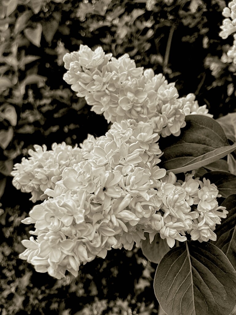 Common Lilac by allsop