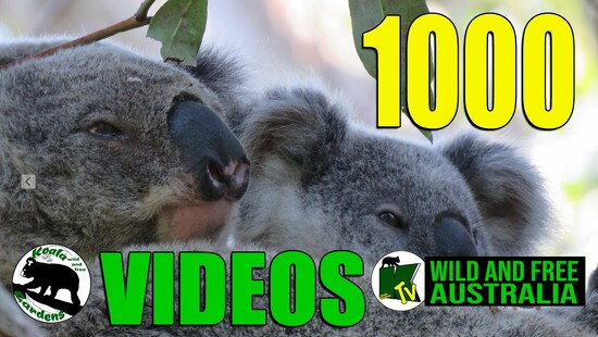 20th May 2023 - 1000 Video Celebration of Koalas