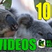 1000 Video Celebration of Koalas by koalagardens