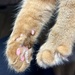 Fluffy feet by pamknowler