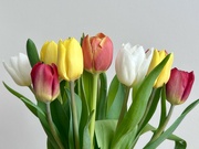 19th May 2023 - Tulips