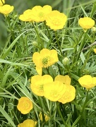 20th May 2023 - Up close and personal with the buttercups 