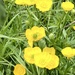 Up close and personal with the buttercups  by lizgooster