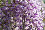 20th May 2023 - a waterfall of wisteria