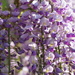 a waterfall of wisteria