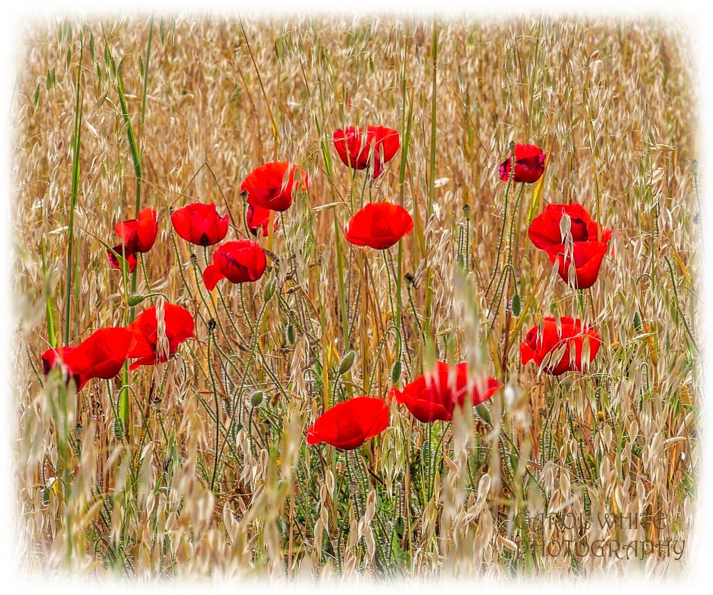 Poppies In An Oatfield by carolmw
