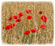 20th May 2023 - Poppies In An Oatfield