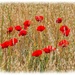 Poppies In An Oatfield by carolmw