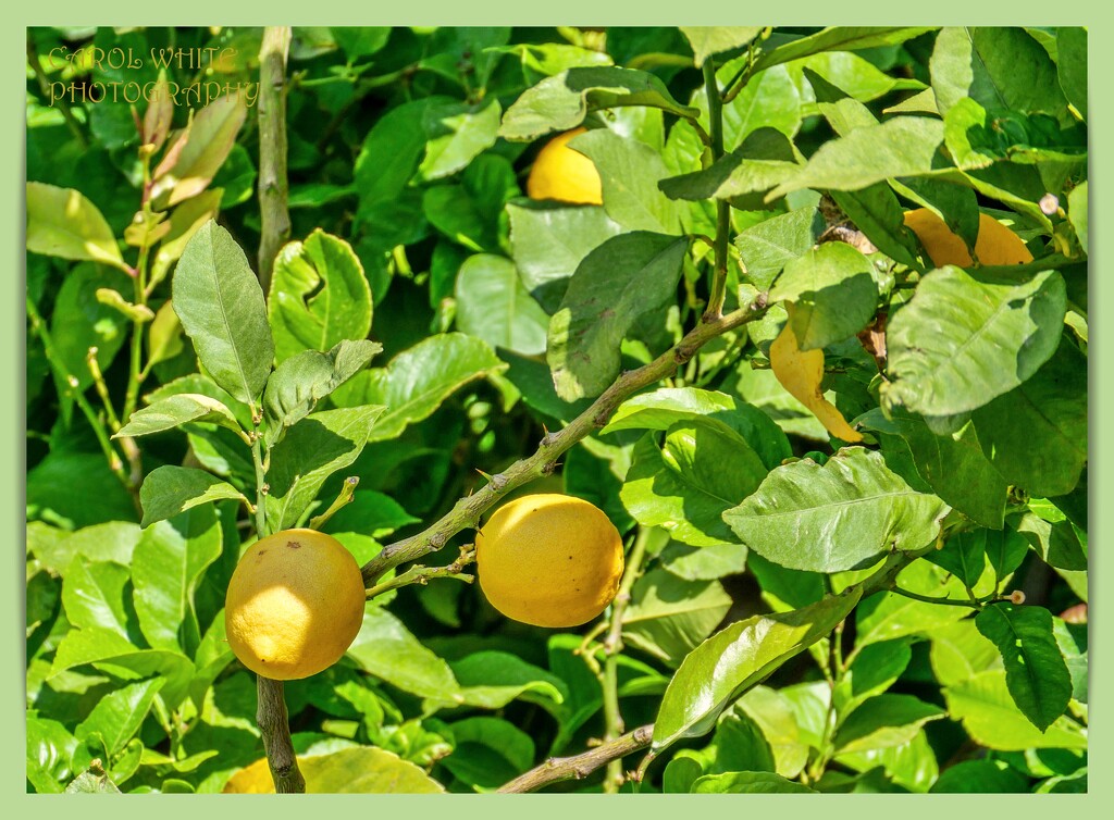 Rosie's Lemon Tree by carolmw