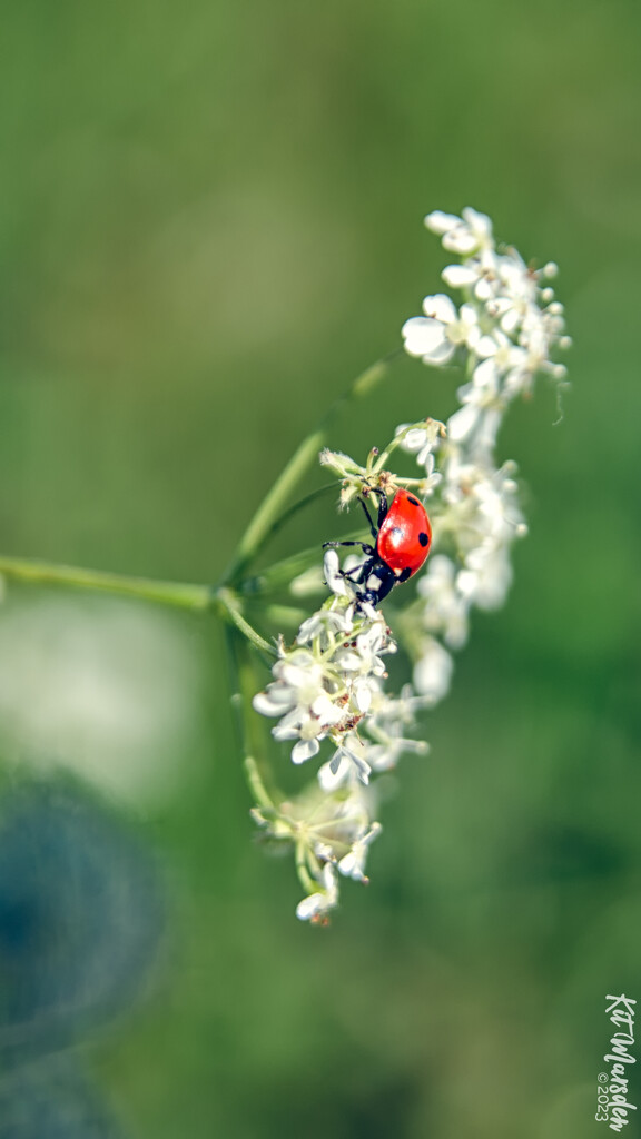 Ladybird by manek43509