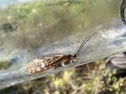 15th May 2023 - Window Winged Caddis Fly