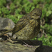 Baby robin by sjoyce