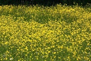 20th May 2023 - Carpet of Buttercups
