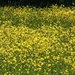 Carpet of Buttercups by fishers