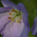 wild geranium macro by rminer