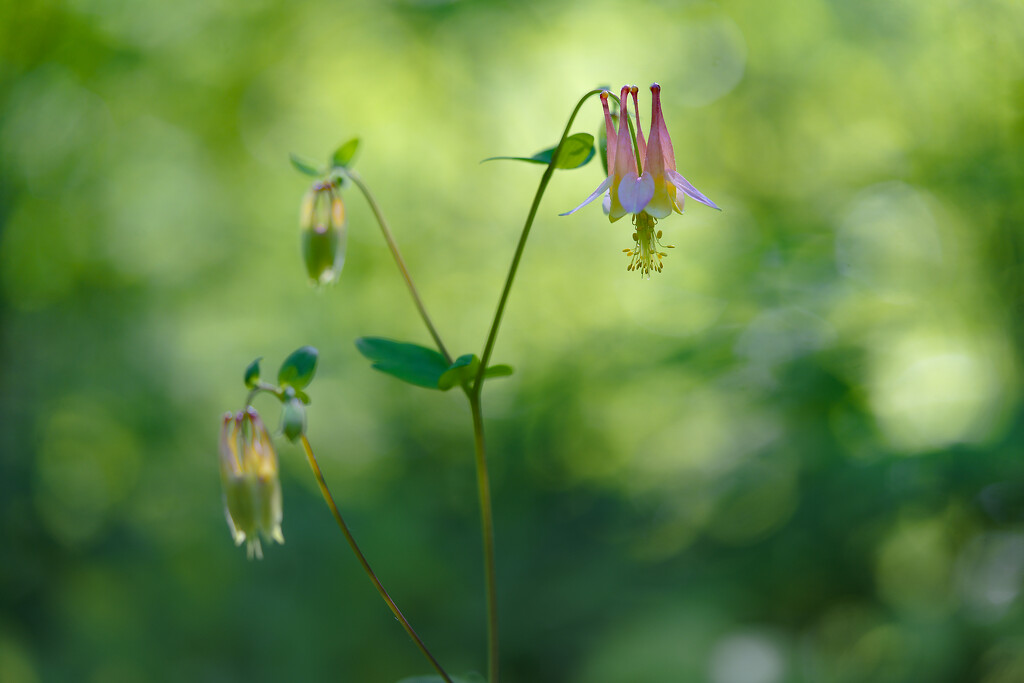 pink columbine by rminer