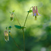 pink columbine by rminer