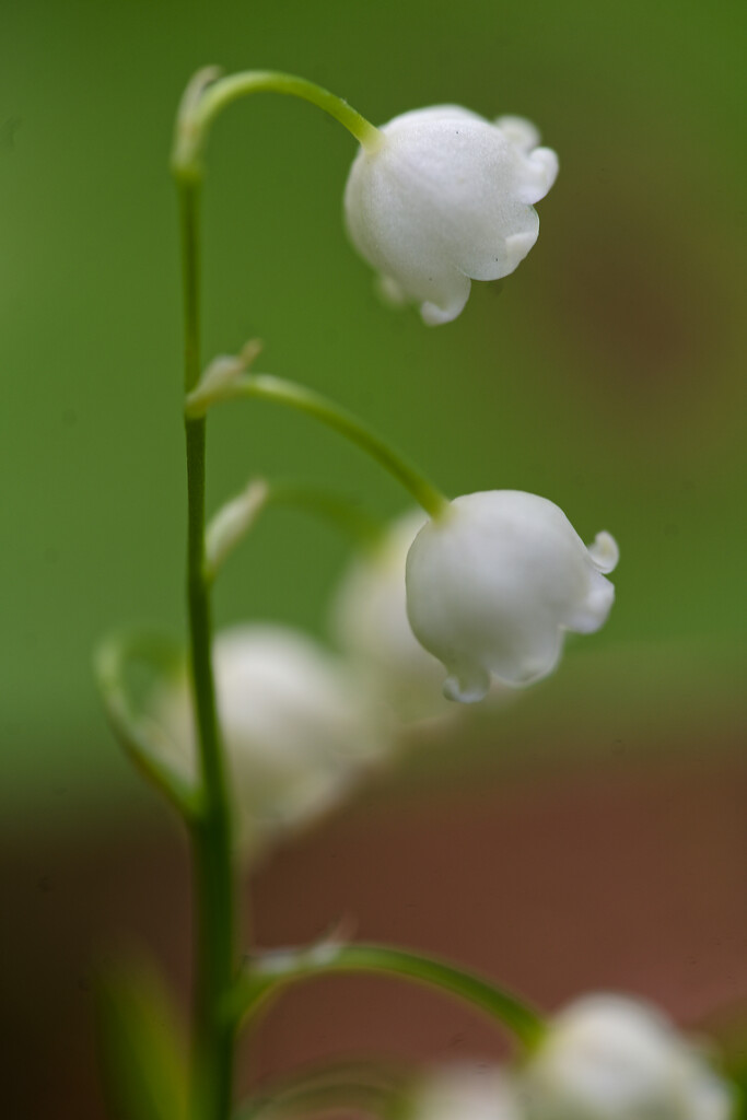 A lily of the valley macro by rminer