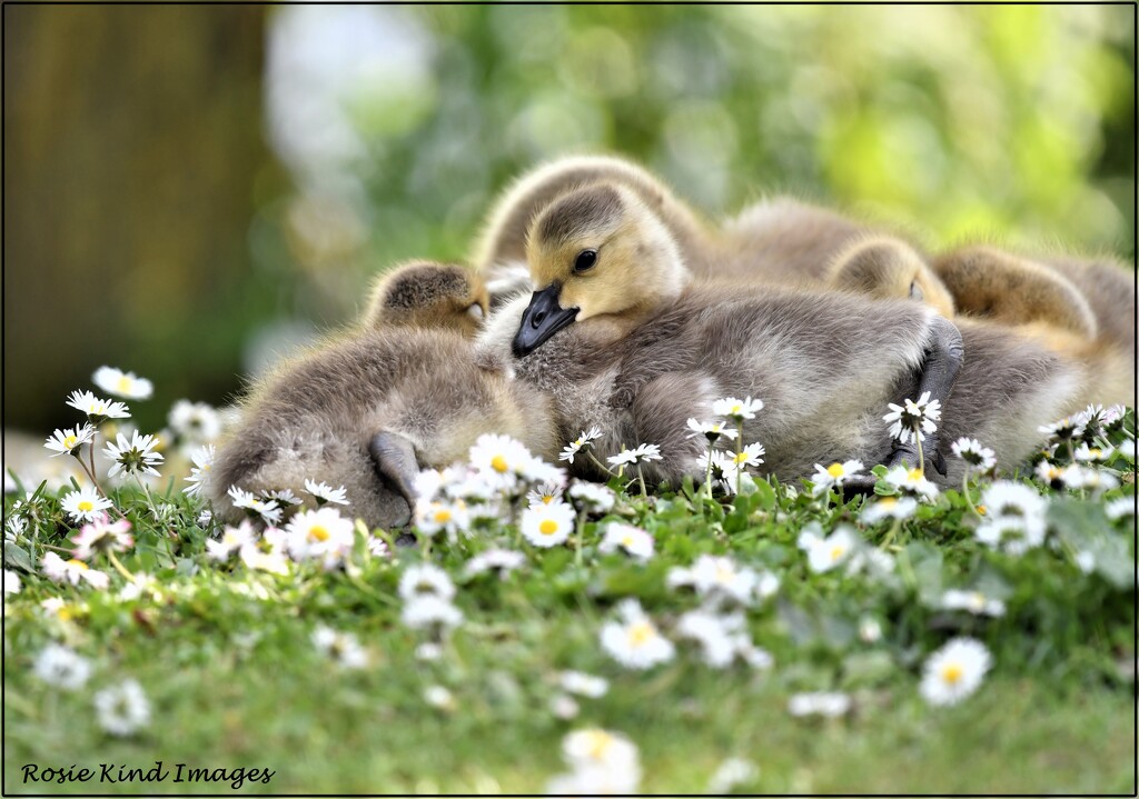 Adorable little goslings by rosiekind
