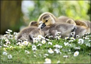 20th May 2023 - Adorable little goslings