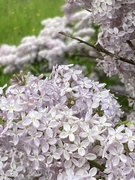 20th May 2023 - Half Lilac Half More Lilac 